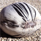 Grand Pavois 2011 - 21