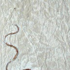 rat